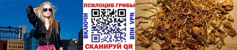 продажа наркотиков  Николаевск-на-Амуре  Псилоцибиновые грибы Psilocybe 